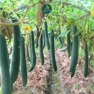 Hạt Giống Bí Xanh Trái Dài F1 (Gói 1G~35 Hạt) Siêu Quả, Dễ Trồng, Sinh Trưởng Khỏe, Trồng Quanh Năm