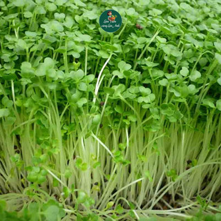 [GÓI LỚN 100G] Hạt giống Rau Mầm Rau Cải Ngọt Dễ Trồng Nảy Mầm Đồng Đều, Nhanh Thu Hoạch