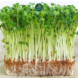 [GÓI LỚN 100G] Hạt giống Rau Mầm Rau Cải Ngọt Dễ Trồng Nảy Mầm Đồng Đều, Nhanh Thu Hoạch