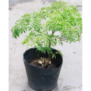Cây Đinh lăng lá nhuyễn- nhân sâm Việt Nam