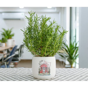 CỰC THƠM - Hạt giống cấy HƯƠNG THẢO SIÊU THƠM trang trí nhà cửa