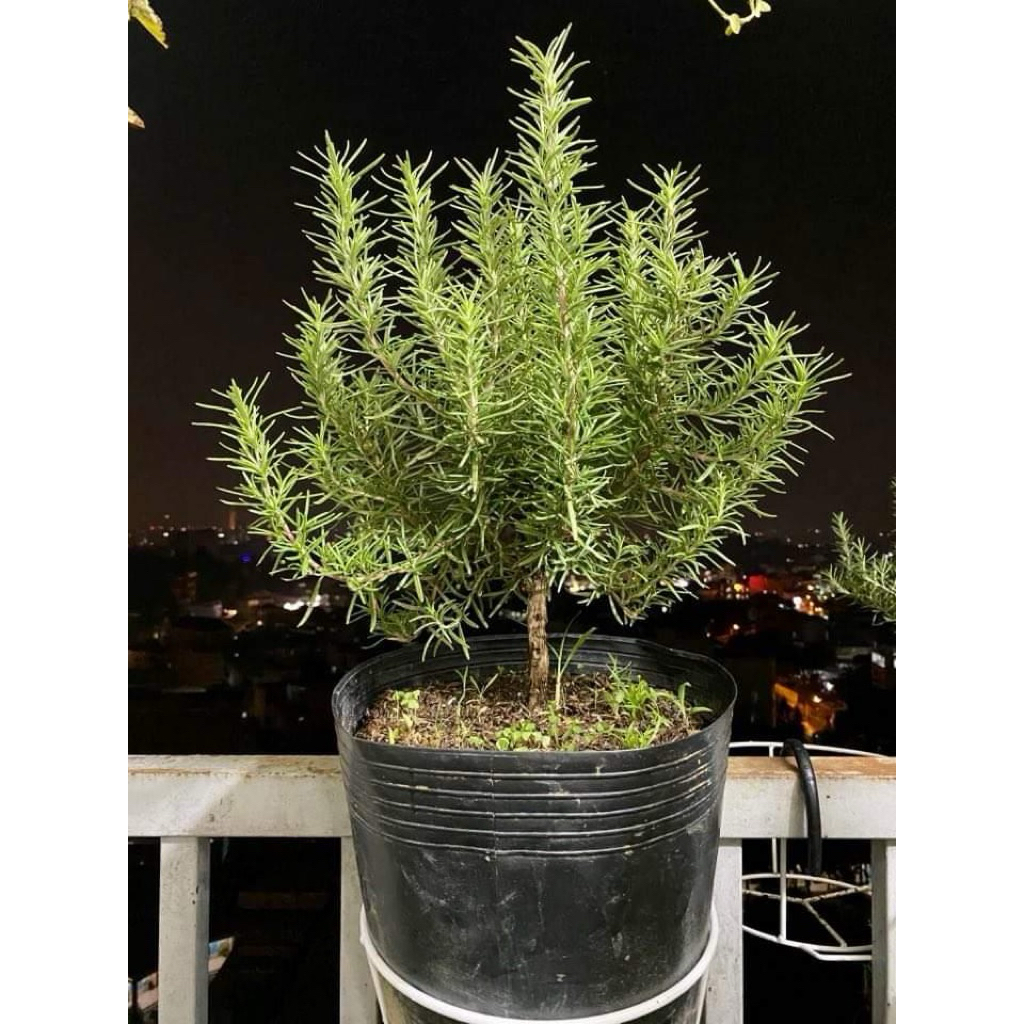 CỰC THƠM - Hạt giống cấy HƯƠNG THẢO SIÊU THƠM trang trí nhà cửa