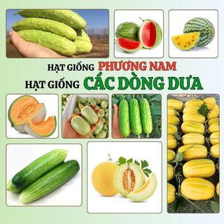 Hạt Giống Dưa Hấu, Dưa Lê, Dưa Lưới, Dưa Leo Phương Nam - Trồng Quanh Năm