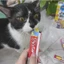 Súp Thưởng Cho Mèo😼 Inaba Ciao Churu Gói 4 Thanh Nhập Khẩu Thái Lan