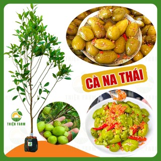 Cây Cà Na Thái THIỆN FARM 80cm quả chua thanh, dùng ăn tươi, ngâm đường, lắc muối ớt, cây trồng chậu