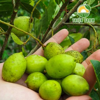 Cây Cà Na Thái THIỆN FARM 80cm quả chua thanh, dùng ăn tươi, ngâm đường, lắc muối ớt, cây trồng chậu