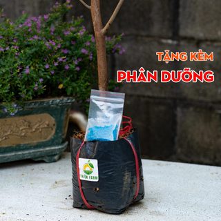 Cây Cà Na Thái THIỆN FARM 80cm quả chua thanh, dùng ăn tươi, ngâm đường, lắc muối ớt, cây trồng chậu