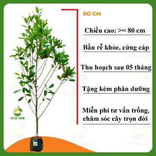 Cây Cà Na Thái THIỆN FARM 80cm quả chua thanh, dùng ăn tươi, ngâm đường, lắc muối ớt, cây trồng chậu