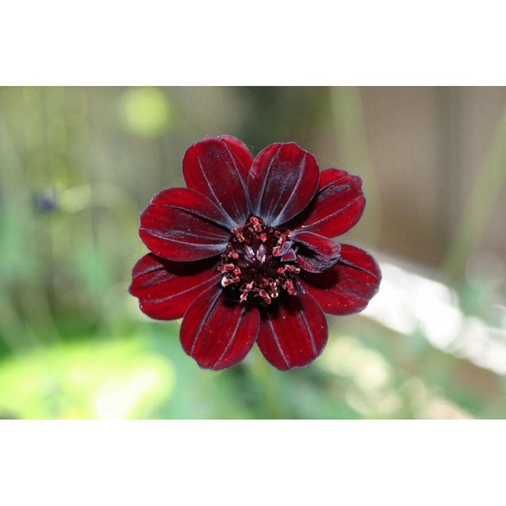 GIỐNG MỚI ĐỘC QUYỀN - Hạt giống hoa cosmos sô-cô-la  CỰC THƠM ĐẸP LẠ