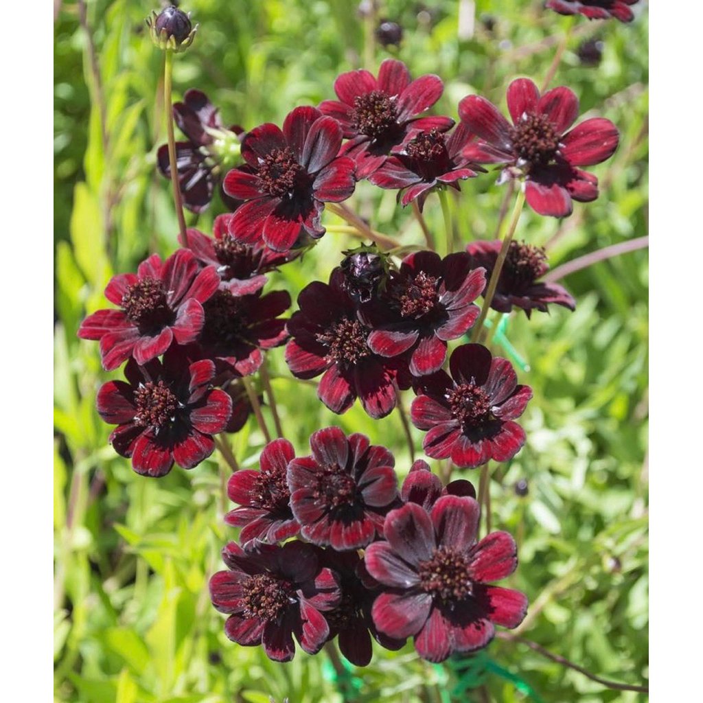 GIỐNG MỚI ĐỘC QUYỀN - Hạt giống hoa cosmos sô-cô-la  CỰC THƠM ĐẸP LẠ