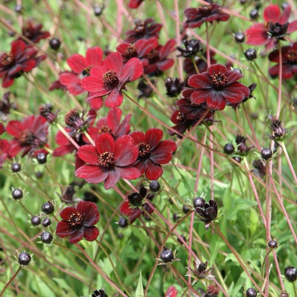 GIỐNG MỚI ĐỘC QUYỀN - Hạt giống hoa cosmos sô-cô-la  CỰC THƠM ĐẸP LẠ