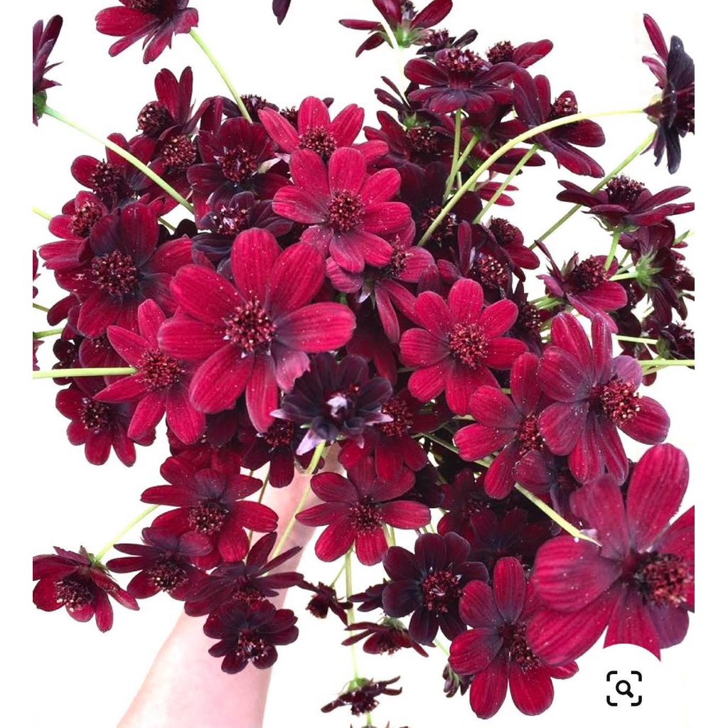 GIỐNG MỚI ĐỘC QUYỀN - Hạt giống hoa cosmos sô-cô-la  CỰC THƠM ĐẸP LẠ