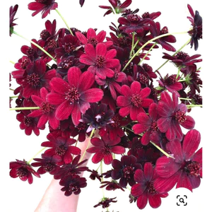 GIỐNG MỚI ĐỘC QUYỀN - Hạt giống hoa cosmos sô-cô-la CỰC THƠM ĐẸP LẠ