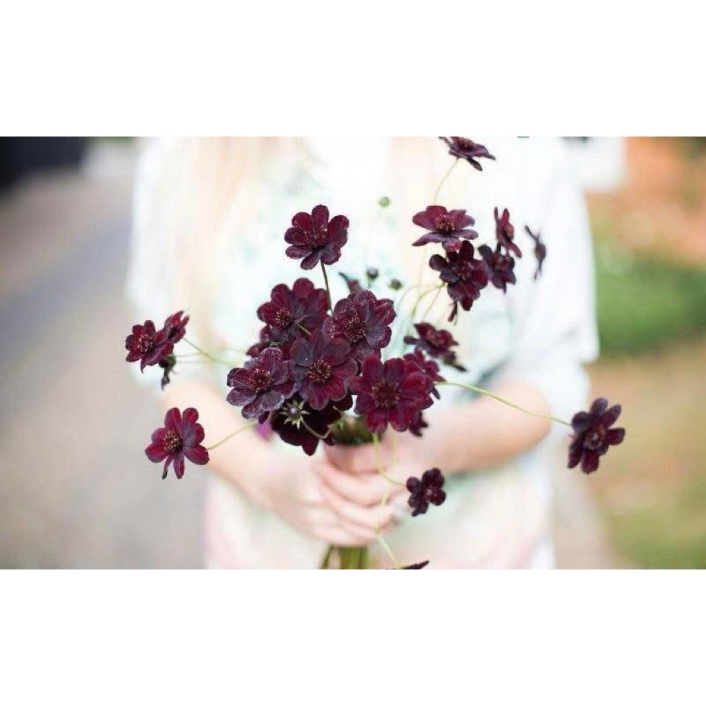 GIỐNG MỚI ĐỘC QUYỀN - Hạt giống hoa cosmos sô-cô-la  CỰC THƠM ĐẸP LẠ