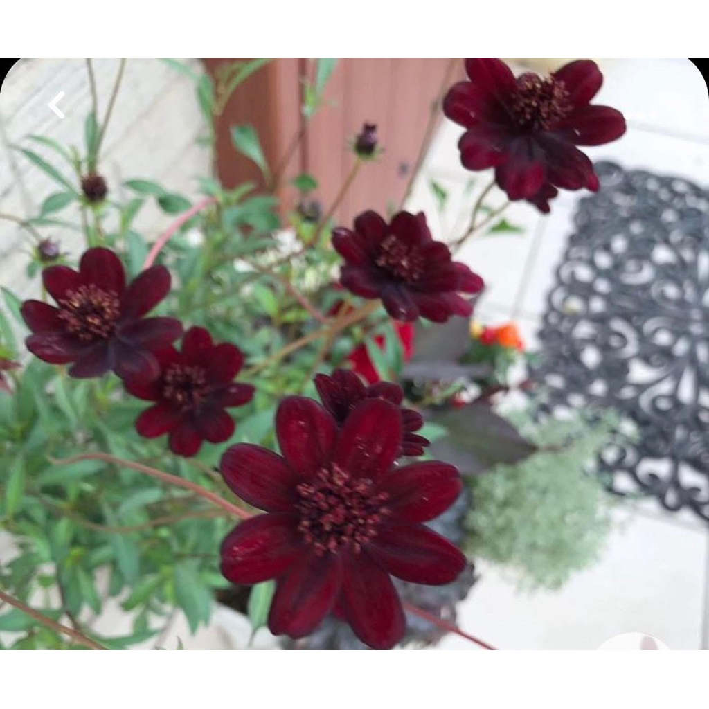 GIỐNG MỚI ĐỘC QUYỀN - Hạt giống hoa cosmos sô-cô-la  CỰC THƠM ĐẸP LẠ