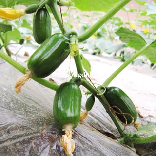 Hạt Giống Dưa Hấu, Dưa Lê, Dưa Lưới, Dưa Leo Phương Nam - Trồng Quanh Năm