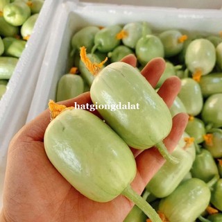 Hạt Giống Dưa Hấu, Dưa Lê, Dưa Lưới, Dưa Leo Phương Nam - Trồng Quanh Năm