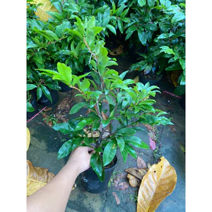 Chậu cây Mai Ghép siêu bông sài gòn cây nhỏ ( cây ghép cao 30-40cm