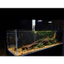 Lũa Kì Quái (Biotope Size Lớn) | Tạo Bố Cục Biotope Phong Cách Hoang Dã Thiên Nhiên