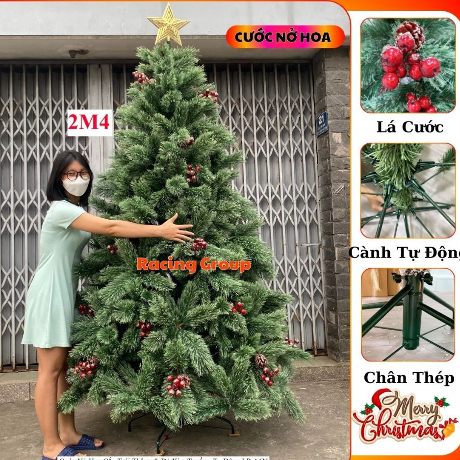 Cây Thông Noel A6 Cước Nở Hoa Gắn Trái Đỏ Mẫu 2025 1m2 - 3m6 Trang Trí Giáng Sinh Công Ty , Khách Sạn