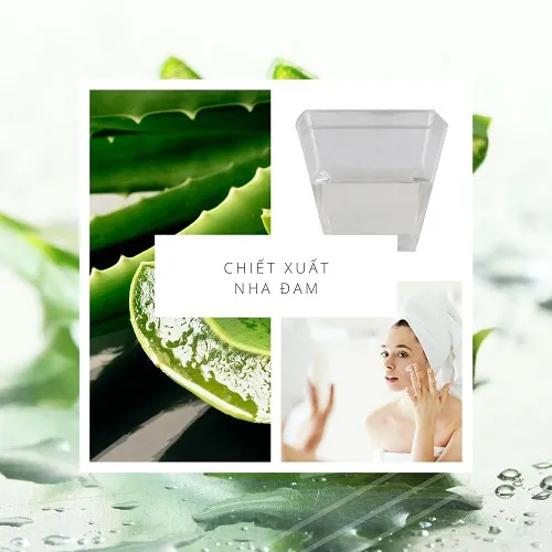 CHIẾT XUẤT NHA ĐAM -  ALOE VERA EXTRACT (VIỆT NAM)