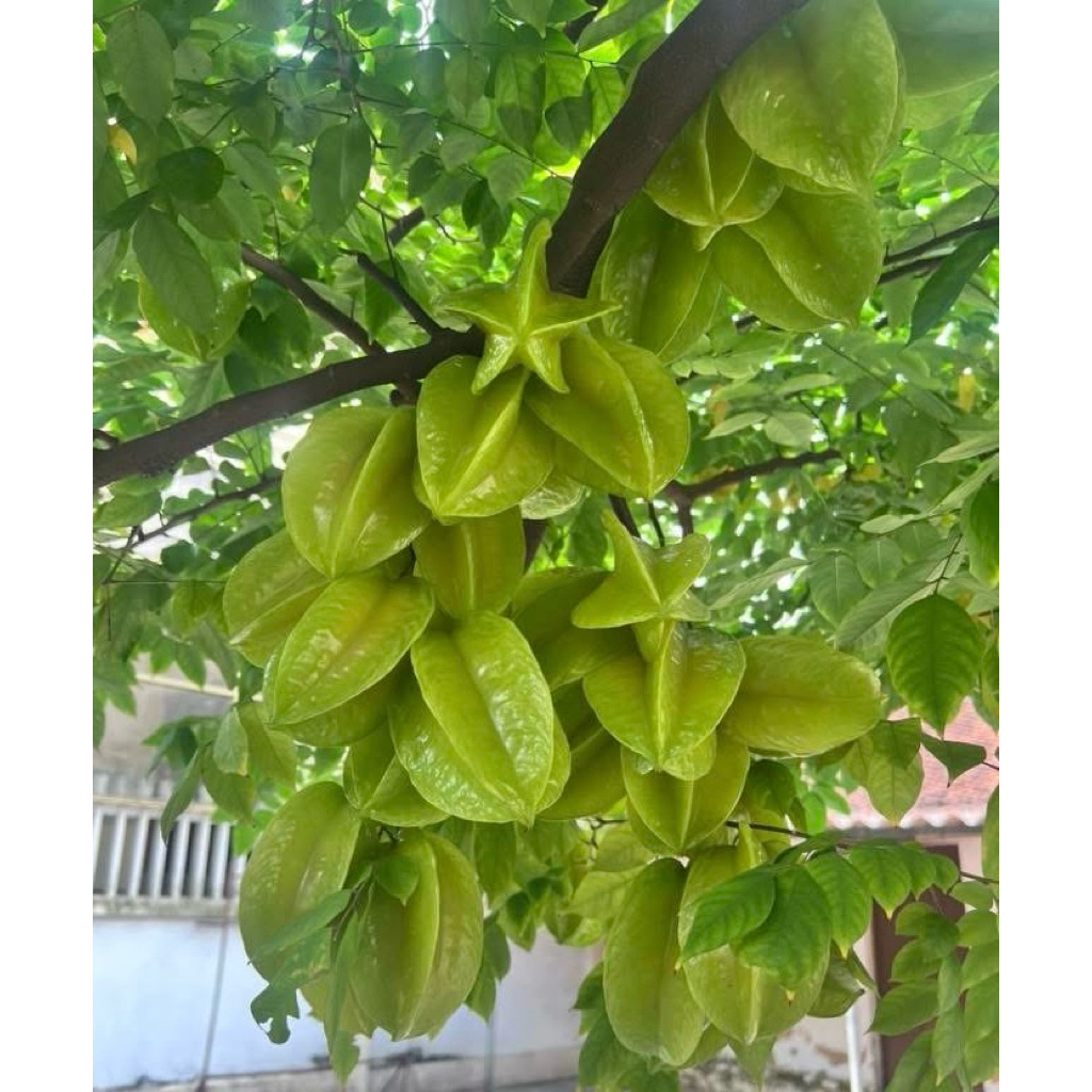 Siêu dinh dưỡng A1 - Kích Ra hoa đậu quả tốp 1