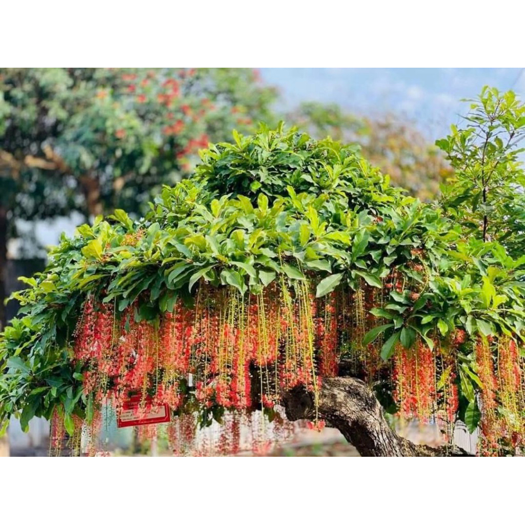 Siêu dinh dưỡng A1- kích ra hoa đậu quả