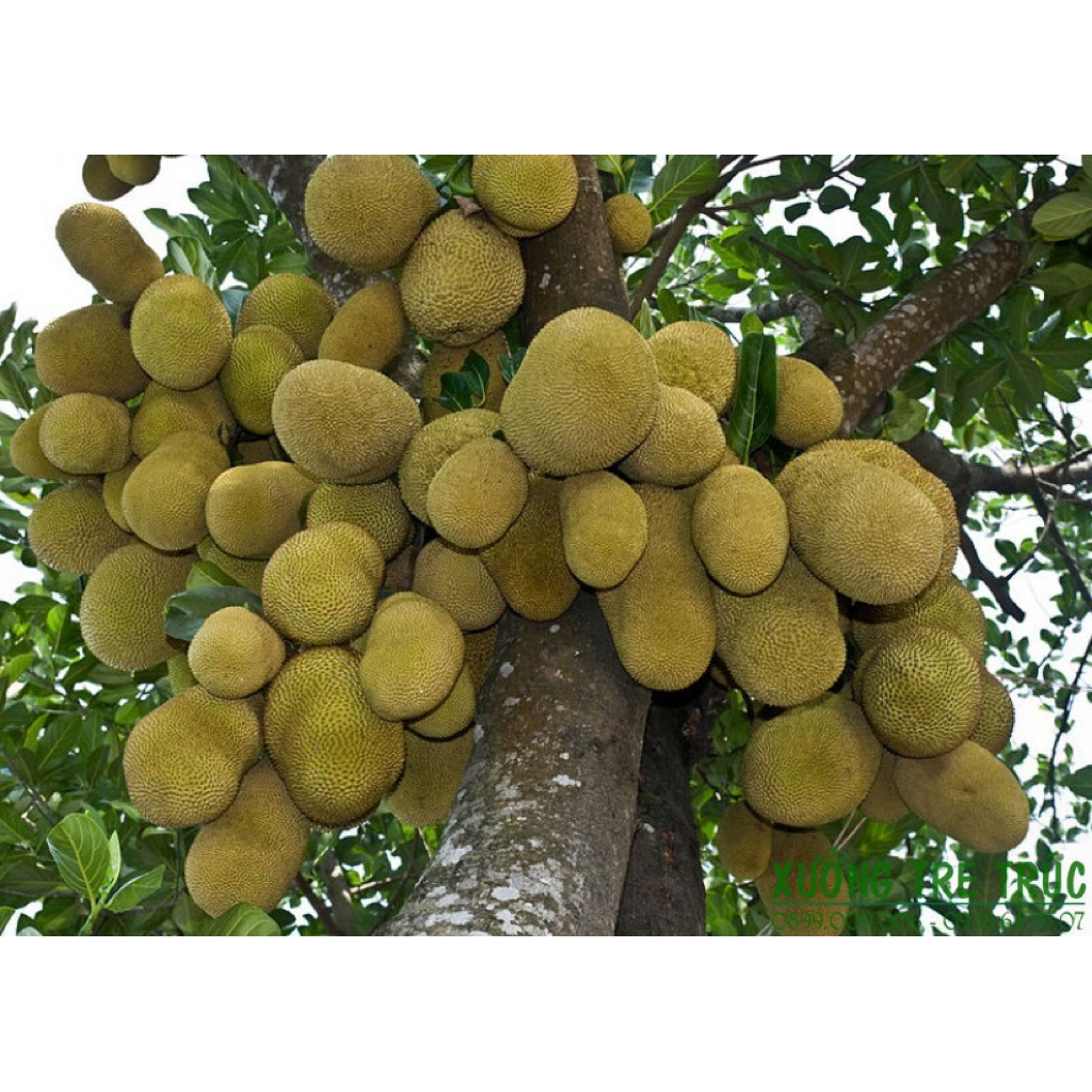 Siêu dinh dưỡng A1 - Kích Ra hoa đậu quả tốp 1