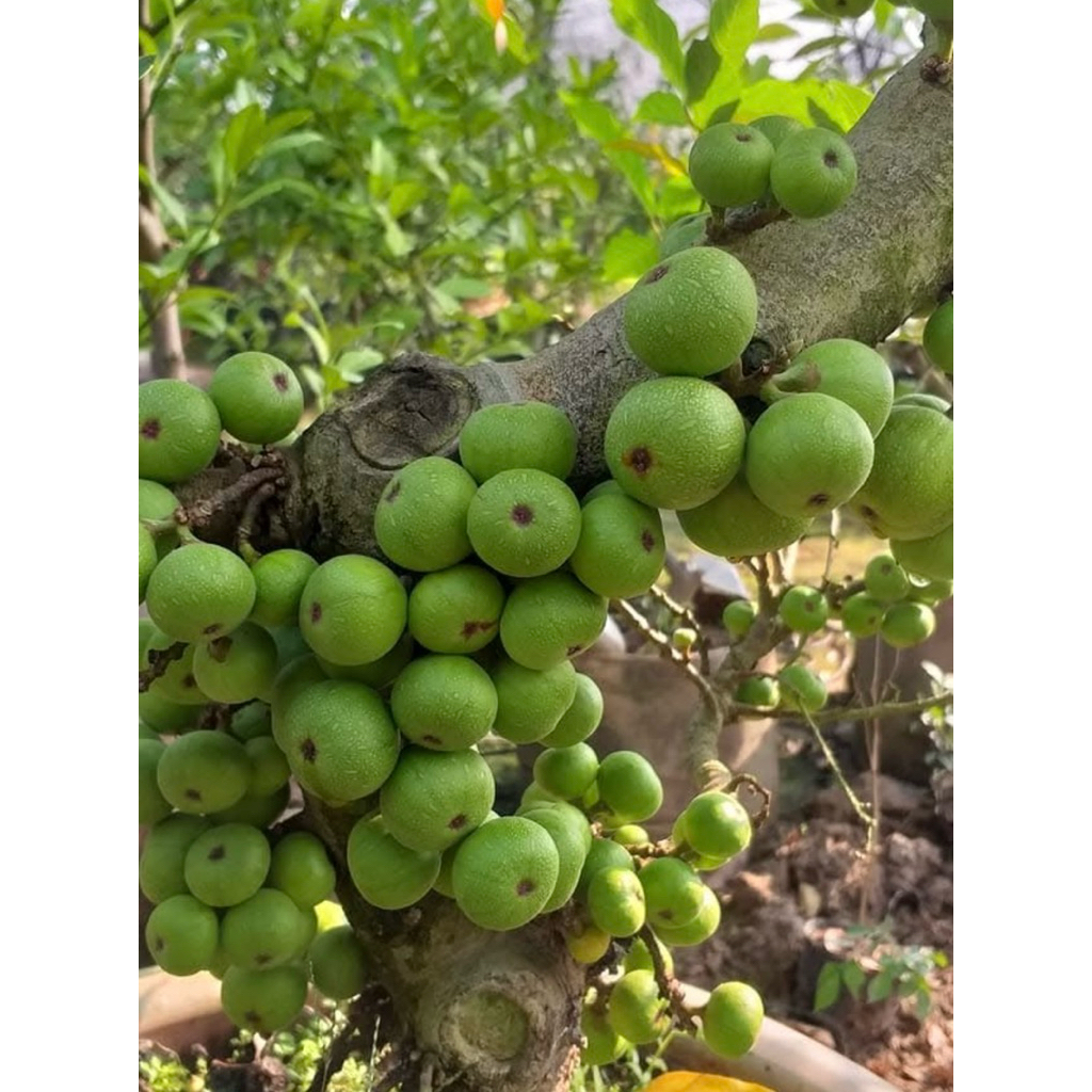 Siêu dinh dưỡng A1 - Kích Ra hoa đậu quả tốp 1