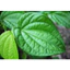 CHIẾT XUẤT TRẦU KHÔNG - BETEL LEAF EXTRACT (VIỆT NAM)