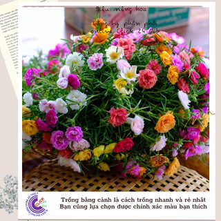Hoa mười giờ làm riêng theo yêu cầu của khách để giảm phí vận chuyển