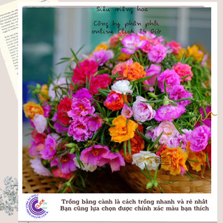 Hoa mười giờ làm riêng theo yêu cầu của khách để giảm phí vận chuyển