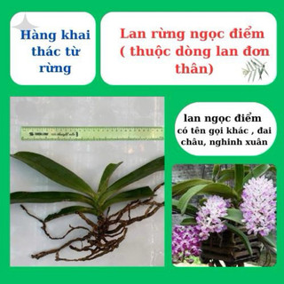lan rừng ngọc điểm, đai châu, nghinh xuân nở hoa ngày tết