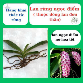 lan rừng ngọc điểm, đai châu, nghinh xuân nở hoa ngày tết