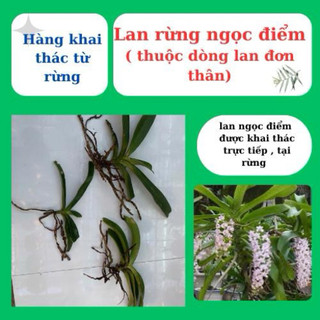 lan rừng ngọc điểm, đai châu, nghinh xuân nở hoa ngày tết