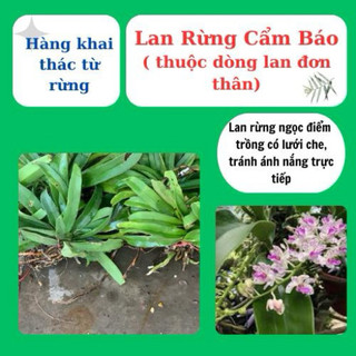 lan rừng ngọc điểm, đai châu, nghinh xuân nở hoa ngày tết