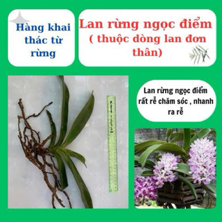 lan rừng ngọc điểm, đai châu, nghinh xuân nở hoa ngày tết