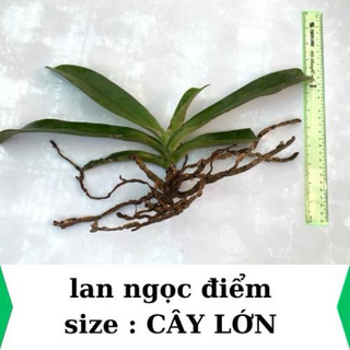 lan rừng ngọc điểm, đai châu, nghinh xuân nở hoa ngày tết