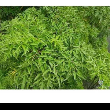 Cây đinh lăng lá nếp