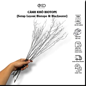Cành Khô Setup Layout Biotope & Blackwater
