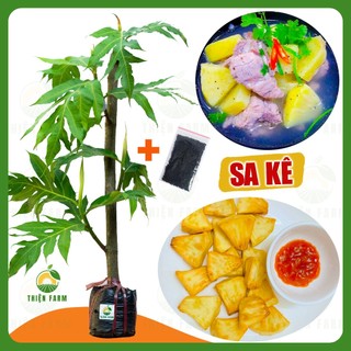 Cây Sa Kê THIỆN FARM 50cm quả hầm canh, chiên giòn, lá làm trà giải nhiệt, cây có thể trồng chậu