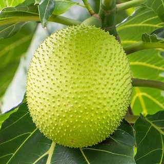 Cây Sa Kê THIỆN FARM 50cm quả hầm canh, chiên giòn, lá làm trà giải nhiệt, cây có thể trồng chậu