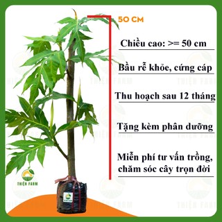 Cây Sa Kê THIỆN FARM 50cm quả hầm canh, chiên giòn, lá làm trà giải nhiệt, cây có thể trồng chậu