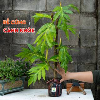 Cây Sa Kê THIỆN FARM 50cm quả hầm canh, chiên giòn, lá làm trà giải nhiệt, cây có thể trồng chậu