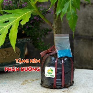 Cây Sa Kê THIỆN FARM 50cm quả hầm canh, chiên giòn, lá làm trà giải nhiệt, cây có thể trồng chậu