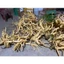 Đinh Lăng Tươi Nguyên Củ 1kg, 2kg, 3kg, Đinh Lăng Lá Nhỏ Nam Định Rễ To Già Từ 5-10 Năm