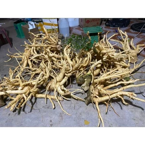Đinh Lăng Tươi Nguyên Củ 1kg, 2kg, 3kg, Đinh Lăng Lá Nhỏ Nam Định Rễ To Già Từ 5-10 Năm