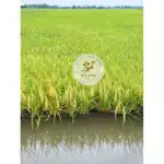 Gạo ST25 LÚA TÔM - 2 bao 25Kg (50Kg) - CƠM DẺO, THƠM , NGỌT - Trực tiếp từ cánh đồng, giá tốt, đảm bảo chất lượng 100% — ảnh 7