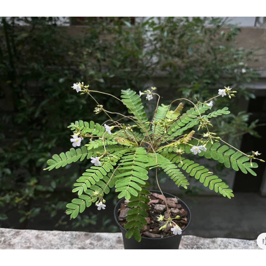 Cây Biophytum sentivium chơi terarium bán cạn rất đẹp, size mini