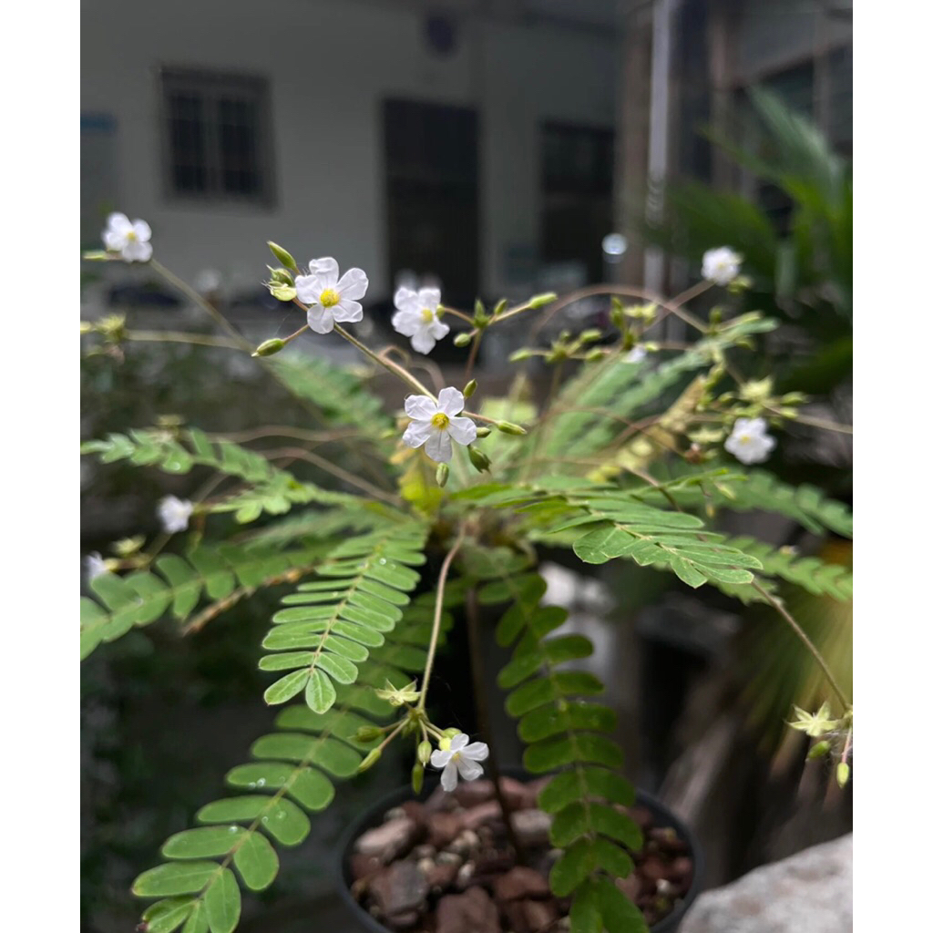 Cây Biophytum sentivium chơi terarium bán cạn rất đẹp, size mini